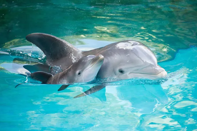 Moeder dolfijn en baby dolfijn genieten van het water
