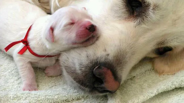 Mommy dog tender care
