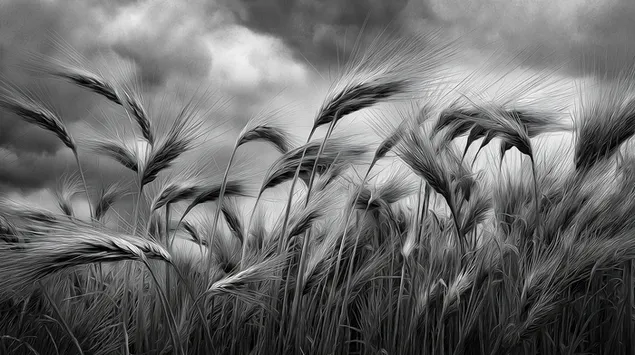 textura monocromatica de un campo de trigo bajo un cielo nublado descargar