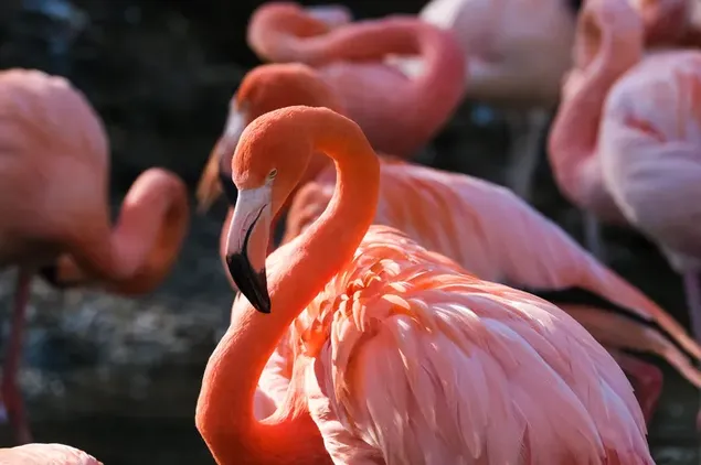Mooi in roze Flamingovogels