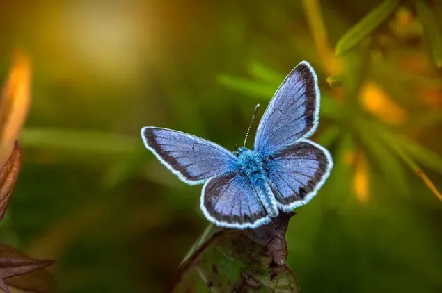 Mooie blauwe vlinder