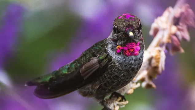 Mooie kolibrie