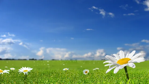 Mooie witte bloemen in velden met blauwe lucht