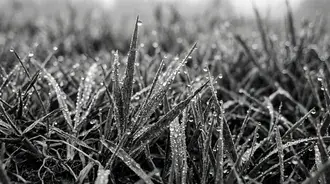morning dewdrops on grass: a monochrome macro nature shot