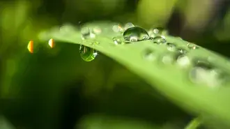 MorningDew 4K pozadina