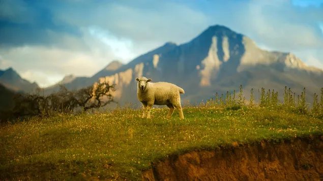 Một chú cừu non dễ thương trên bãi cỏ trước đỉnh núi bị mất tiêu điểm.
