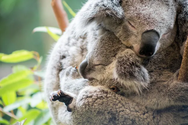 Mother and baby koala sleeping on tree in front of green out-of-focus background