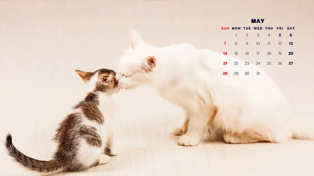 Hình nền Ngày Của Mẹ - Mèo Mẹ Đáng Yêu Hôn Mèo Con Tháng 5 Năm 2023 Dương Lịch 4K