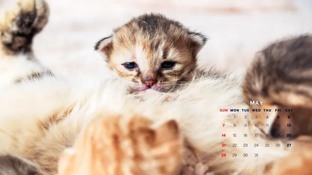 `yd l'm - lqTT lSGyr@ llTyf@ , T`m lHlyb mn mommy cat , myw 2023 ltqwym ltnzyl