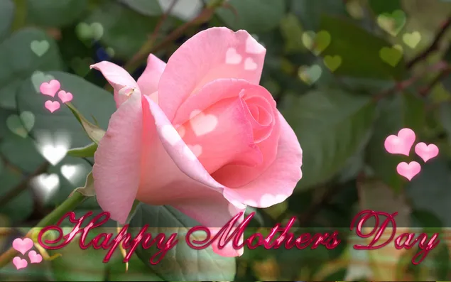 Hình nền Ngày của mẹ màu hồng hoa hồng ghi chú HD