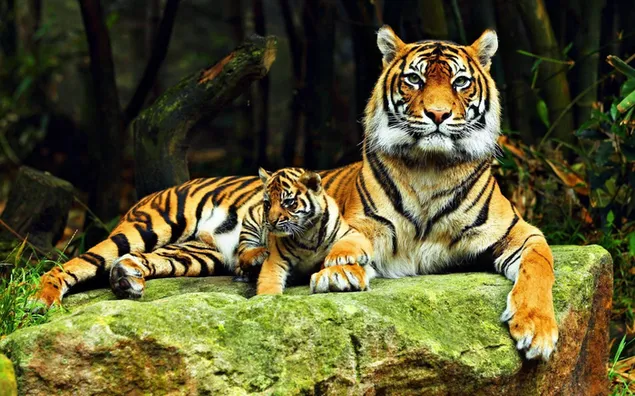 Ibu harimau dan bayi harimau beristirahat di atas batu di hutan 4K wallpaper