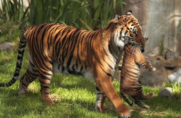 Moeder tijger draagt ​​haar welp 2K achtergrond