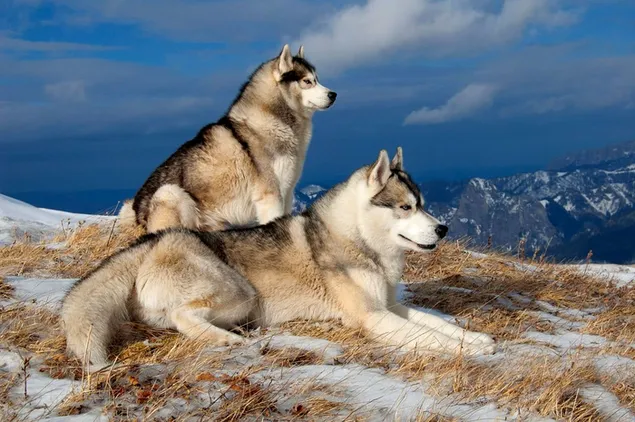 pecinta Mountain Husky HD wallpaper