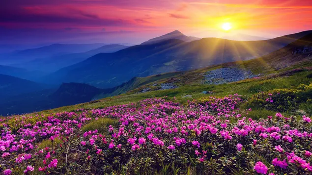 Siluetas de montaña y campo de flores rosas al atardecer