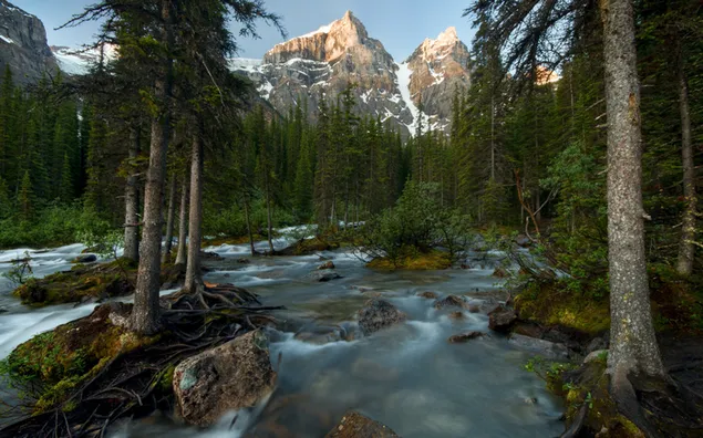 Mountains on the background of a forest stream