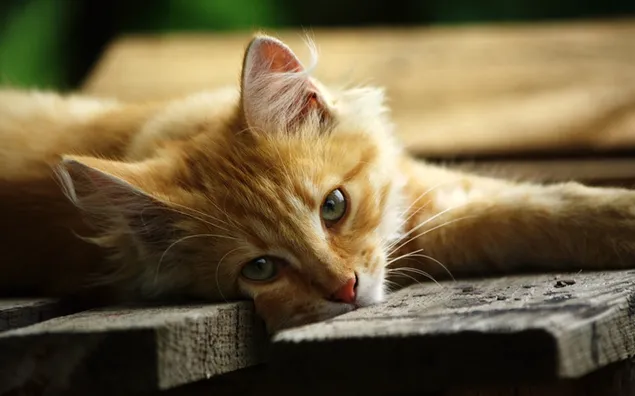 木の板に横たわるフォクシーオレンジトラ猫