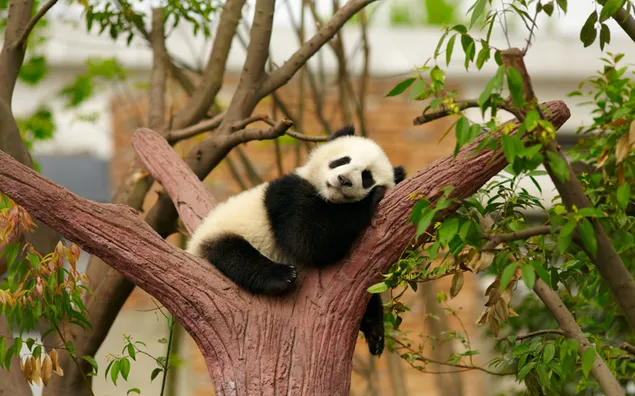 木の上で眠っているパンダ