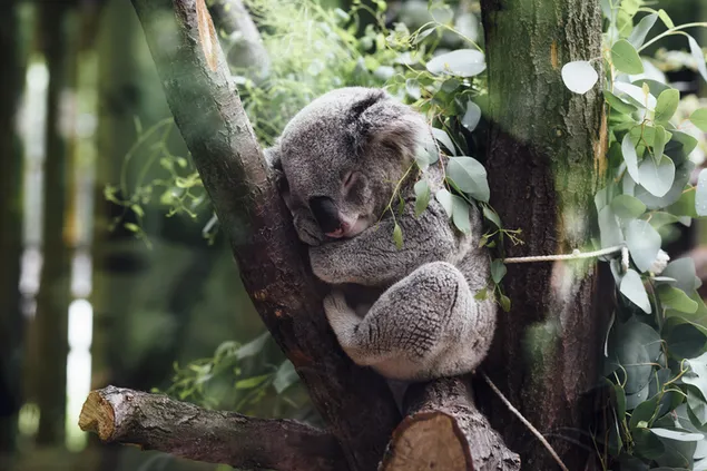 木の中で眠っているコアラ
