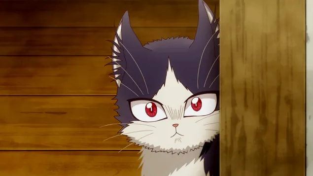 我的室友是一隻貓 - Haru Staring HD 壁紙