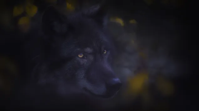 Portret misterioz i ujkut të zi 2K sfond