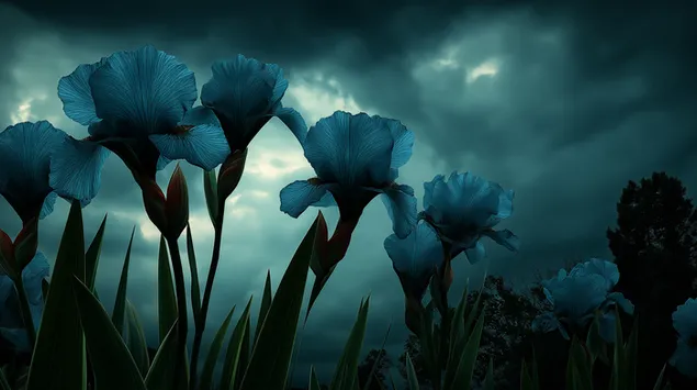 Ταπετσαρία Μυστηριώδεις μπλε ίριδες κάτω από έναν ζοφερό ουρανό 2K