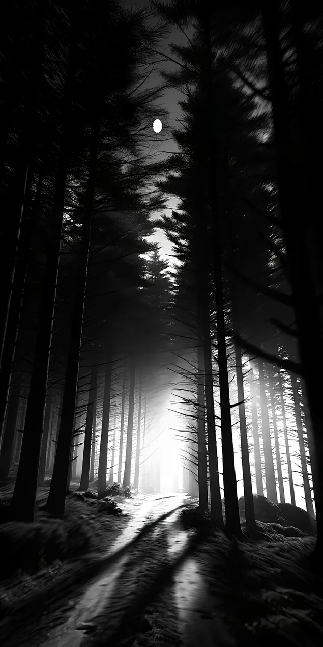 Ay Işığı Altında Gizemli Parlayan Orman Yolu Büyüleyici Bir Atmosfer Yaratıyor 2K duvar kağıdı