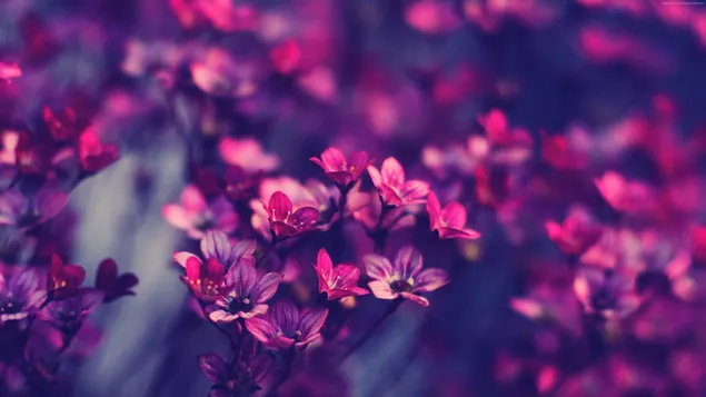 Natur - purpurroter Blumenhintergrund herunterladen