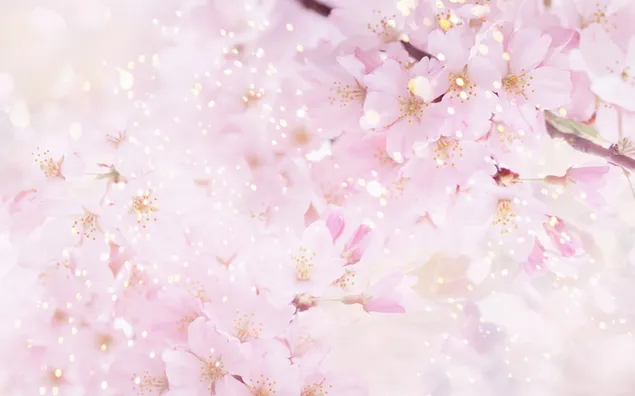 Natur - rosa Blüte herunterladen