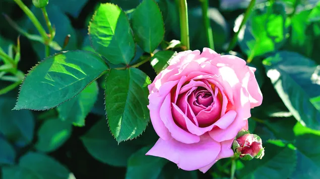 Natur - rosa Rose aus nächster Nähe