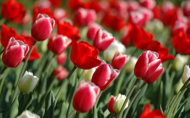Natur - Rote Tulpen