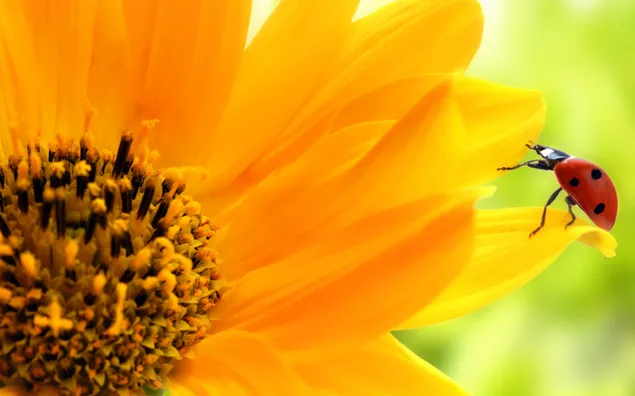 Natur - Sonnenblume, Marienkäfer