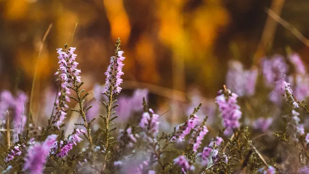 Natur und kleine rosa Blumen - englischer Lavendel