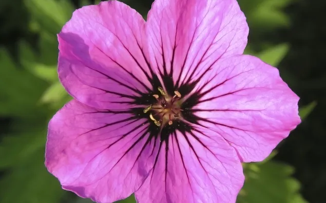 Natur - violette Blume