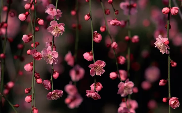 Natürliche Schönheit von rosa Frühlingsblumen 2K Hintergrundbild