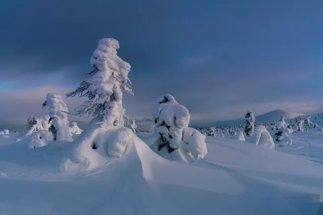 Taustpilt Talvel lumega kaetud puude loomulik ilu 2K