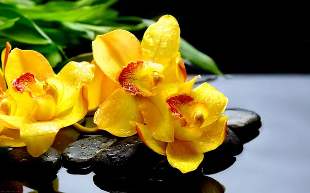 Hình nền Vẻ đẹp tự nhiên của phong lan vàng 2K