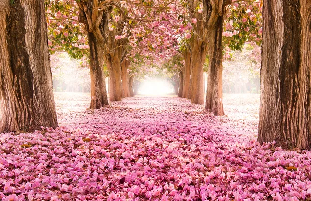 Naturaleza Árbol, Flor, Camino descargar