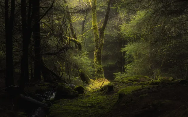 naturaleza bosque luz del día
