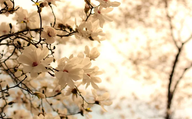 Naturaleza - flor blanca
