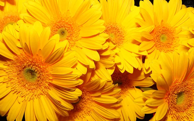 Naturaleza - Flores amarillas