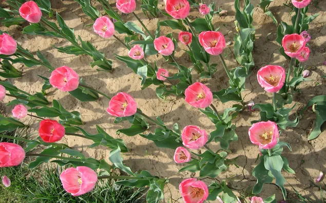 Naturaleza - fondo de tulipanes de color rosa