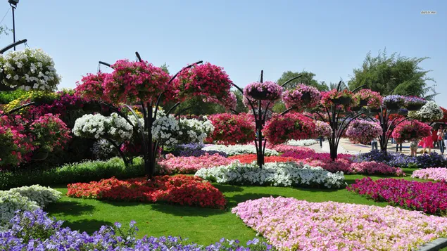 Naturaleza - jardín de flores
