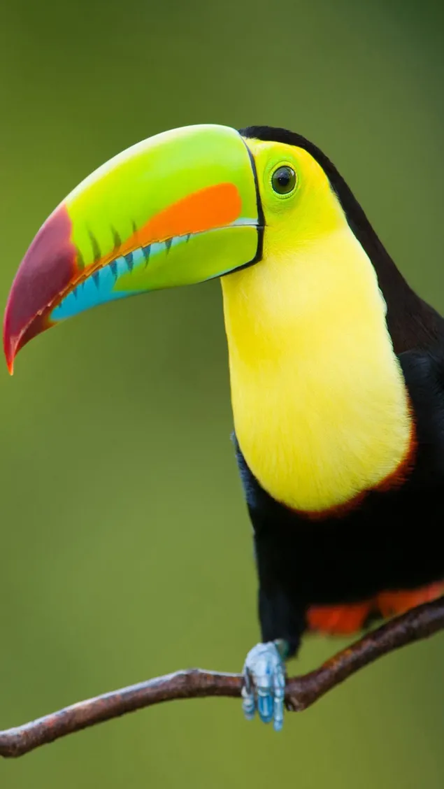 Burung toucan berwarna alami dengan posisi berwarna-warni pada latar belakang buram unduhan