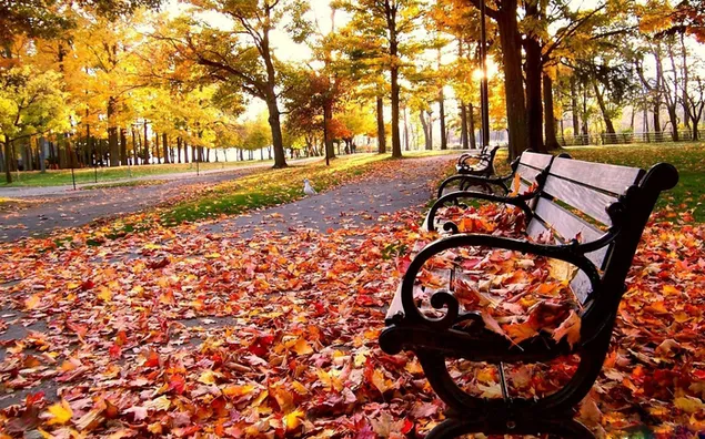 Naturaleza - otoño, otoño HD fondo de pantalla