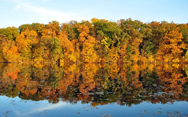 Natur - Bäume im Herbst 2K Hintergrundbild