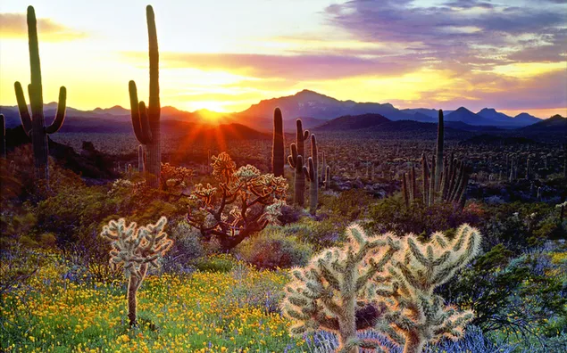 Natur - Kaktus HD Hintergrundbild