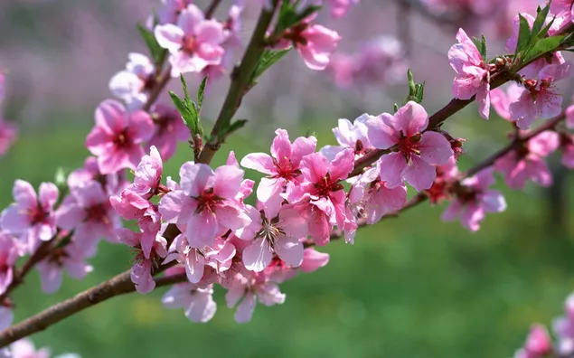 Natur - Kirschblüten HD Hintergrundbild
