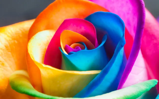 Nature  Colored Rose Flower