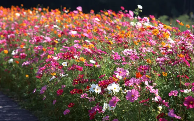 Природа - шарени пролетни цвеќиња HD тапет