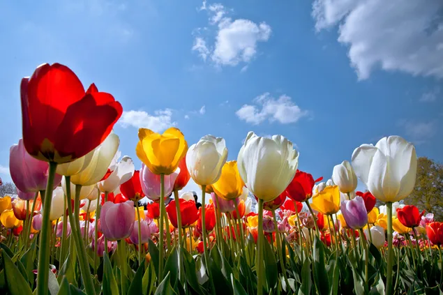 Natuur - kleurrijke tulpen bloemenveld